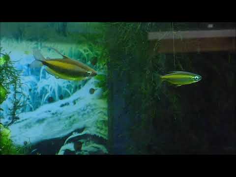 Phenacogrammus aurantiacus spawning (wildcaught)