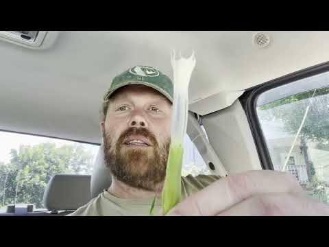 JIMSONWEED-How to instantly identify and use.