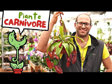 , title : 'Piante Carnivore (Dionea, Sarracenia e Nepenthes): Come si coltivano in 2 minuti'