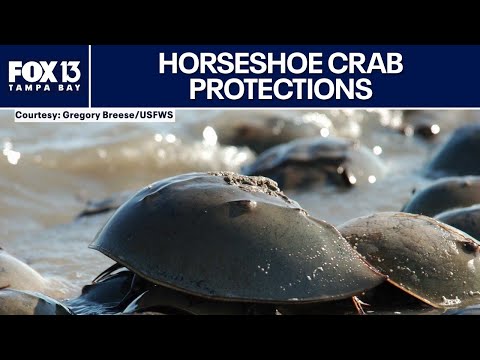 Florida Trend Video Pick - Video