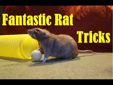 Fantastic Tricks with the Rat Gang