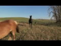 Two Horses And A Donkey Having Fun