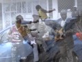Majoge B Kings Loliondo
