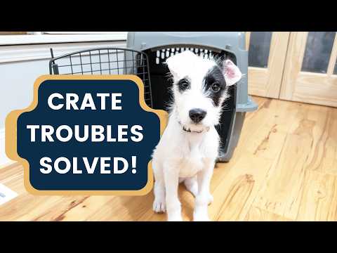 What to Do When Crate Training Isn’t Working