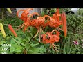 TIGER LILIES - LILIUM LANCIFOLIUM