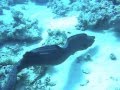Moray Eels - Swimming.