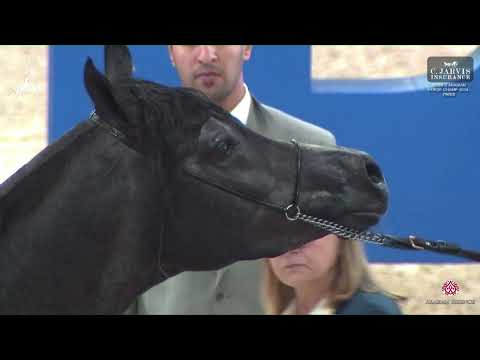 N 90 PHENIX AL MIRO   World Arabian Horse Championship 2024   PARIS   Junior Males   Section A Class