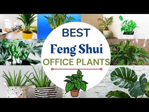 In this video, we will learn 21 Best Office Plants For Good Luck | Feng  Shui Plants For Growth | Plants For Growth Money Luck Plants are the most  loved interior for
