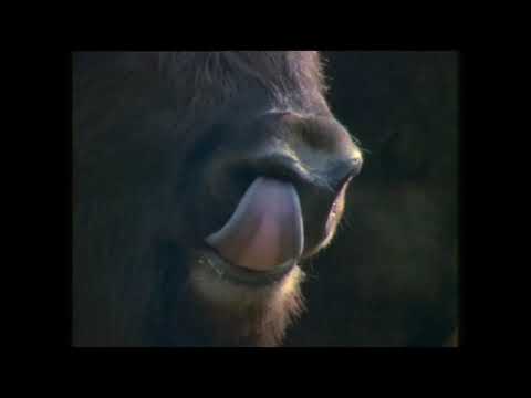 Alfabeto Animal Part 1/5 (1998) - YouTube