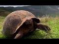 Charles Darwin's Galapagos Discovery | #Attenborough90 | BBC Earth