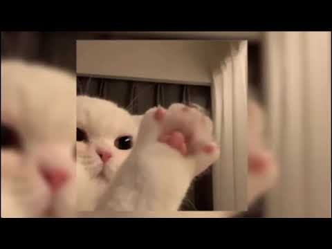 aku cinta dia - speed up + reverb (tiktok version) hati yg berbunga