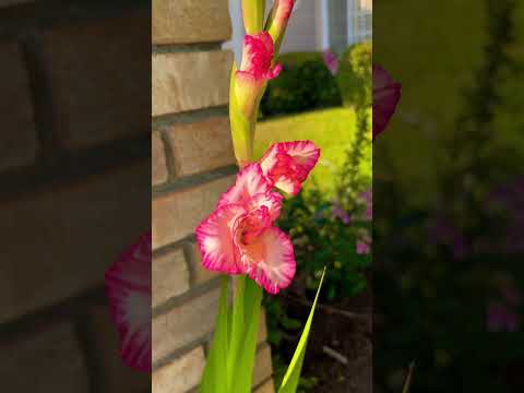 Priscilla Gladiolus #jesuslovesyou #gardening #flowersgarden #garden #flower