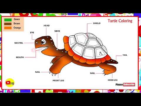 Turtle Coloring Pages Learnbyarts