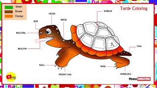 Turtle Coloring Pages | LearnByArts