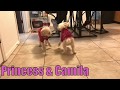 Killer Poodles FIGHT Dog Abuse