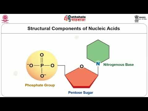 Nucleic Acid Components and Structure