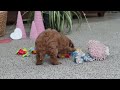Cavapoo dogs for sale: Laci - Video 1