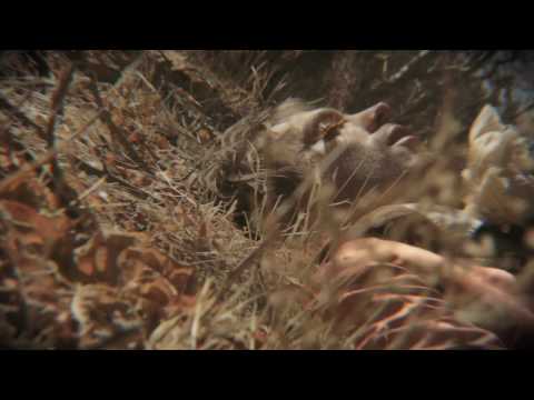 Shearwater - Hidden Lakes (official video)