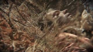 Shearwater - "Hidden Lakes" (official video)