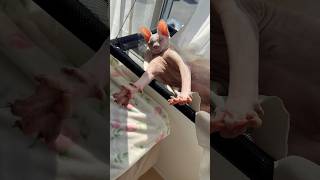 かわいいポーズをする猫wアレクサンドラ【スフィンクス】