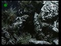 Tele 5 Rybia Nocka Fragment 07 07 2009 Reupload