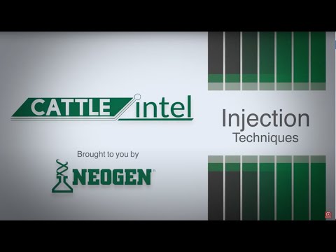 Cattle Intel Effective Injection Techniques for Cattle Health
