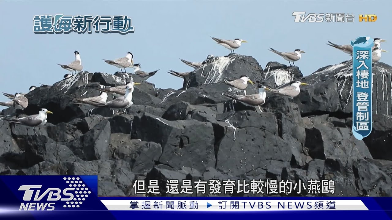 保育、觀光怎平衡? 人類遊憩衝擊燕鷗、海龜