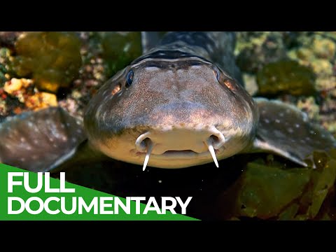 Wildlife Instincts: Whitespotted Bamboo Shark