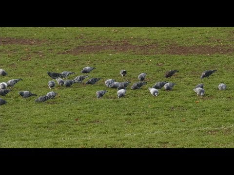 OLYMPIC VII Wrocław - KS Polonia Bielany Wrocławskie  2019-11-03