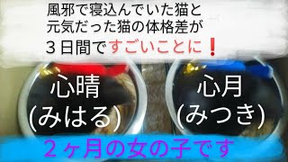 猫動画 風邪を引いてご飯を食べられなくなっていた猫との体格差 よっぴぃ動画