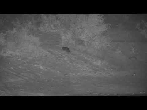 Djuma: Civet - 01:16 - 10/27/20