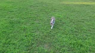 Video preview image #1 Boston Terrier Puppy For Sale in Little Elm, TX, USA