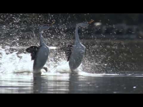 , title : 'BBC Life: The Grebes'