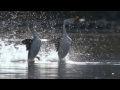 BBC Life The Grebes