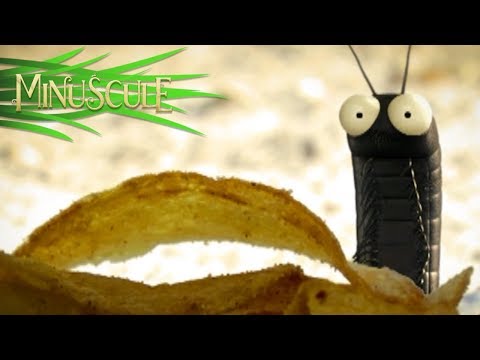 Minuscule – Un Monde de Brutes/A Cruel World (Season 1)