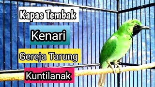 Download lagu Cucak Ijo Bongkar Isian Kapas Tembak Gereja Tarung Kenari Kuntilanak mp3