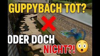 A guppy stream without fish? What I discovered was beyond anyone's expectation!