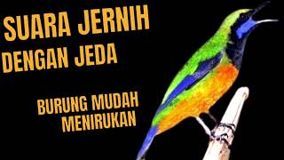Download lagu Masteran cungkok gacor ngebrem dengan jeda air mengalir ❗ burung mudah menirukan ❗❗ mp3 Download lagu Masteran cungkok gacor ngebrem dengan jeda air mengalir ❗ burung mudah menirukan ❗❗ mp3
