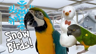 Parrots Play with Frosty the SnowBird!