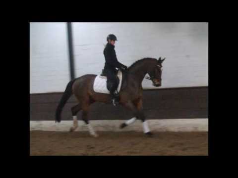 "SOLY JEAS" 6j. v.  Sir Donnerhall - Locksley II - VB 10.000,- Euro