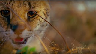 Earth: One Amazing Day | BBC Earth