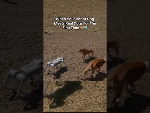 Taking Unitree's Go2 Pro Robot Dog to the Dog Park