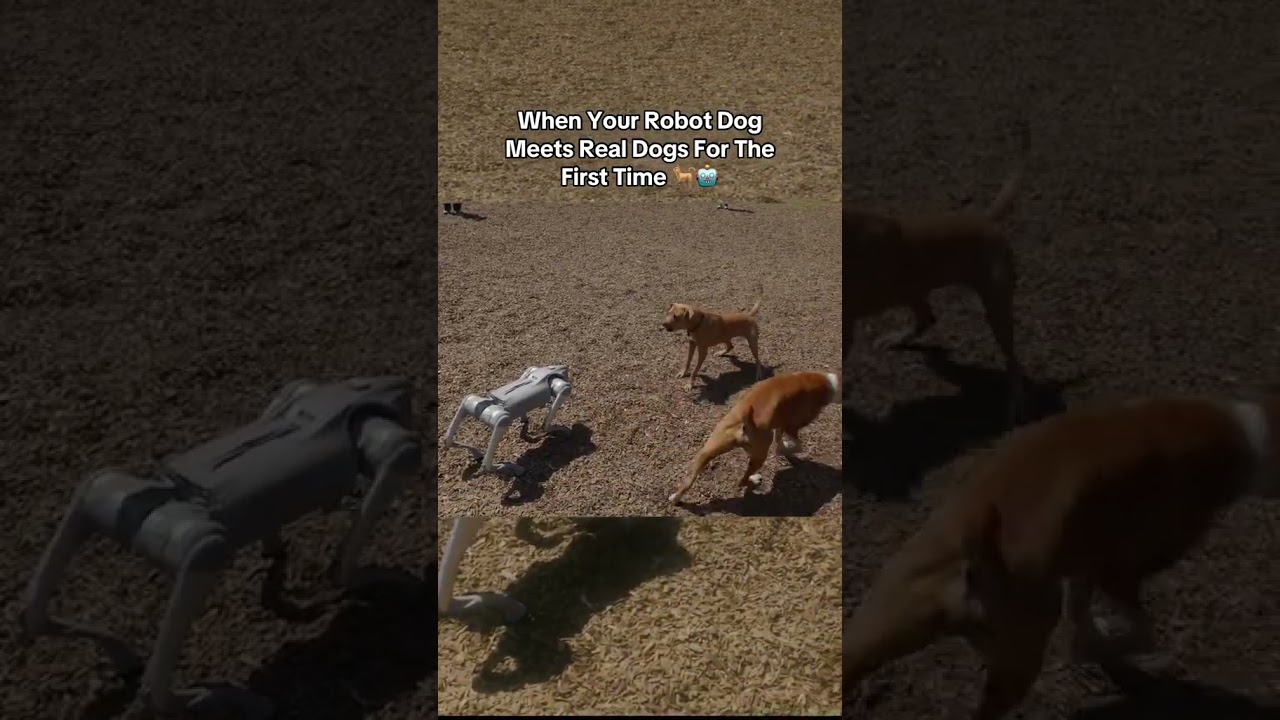 Taking Unitree's Go2 Pro Robot Dog to the Dog Park