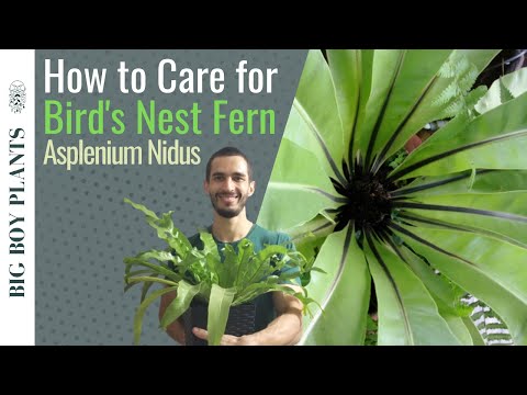 How to Care for a Bird's Nest Fern (Asplenium Nidus)