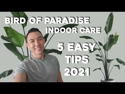 , title : 'Bird of Paradise Indoor Care | 5 Easy Care Tips | Strelitzia Nicolai & Reginae Plant Tips'