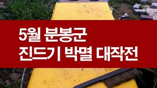 5월 분봉상 진드기 박멸을 위해 대작전을 전개합니다.