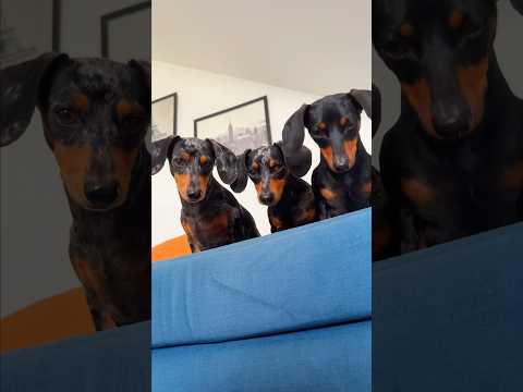 El Susto Electrico ⚠️⚡️😱 #perrosalchicha