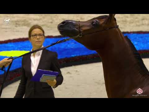 N 116 SG SU'OUD   Dubai Arabian Horse Show 2020   Colts 2 Years Old Class 10