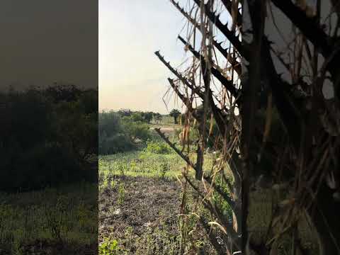 #camaguan #esterosdecamaguan #guarico #joropoparaelmundo #venezuelanmusic