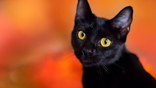 Download lagu CARLOS MEME COIN CRYPTO mp3 Download lagu CARLOS MEME COIN CRYPTO mp3